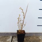 Rakytník rešetliakový (Hippophae rhamnoides) ´POLLMIX´ - výška 20-30 cm, kont. P9 - SAMEC